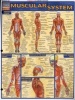 Muscular System Laminate Reference Chart (Poster) - Vincent Perez Photo