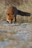 The Sly Red Fox Journal - 150 Page Lined Notebook/Diary (Paperback) - Cool Image Photo