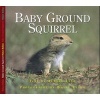 Baby Ground Squirrel (Hardcover) - Aubrey Lang Photo