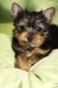 Yorkshire Terrier Puppy Journal - 150 Page Lined Notebook/Diary (Paperback) - Cool Image Photo