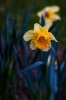 Narcissus Daffodils in Spring Time Journal - 150 Page Lined Notebook/Diary (Paperback) - Cool Image Photo