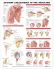 Anatomy and Injuries of the Shoulder Anatomical Chart (Wallchart) - Anatomical Chart Company Photo