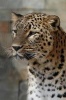 Persian Leopard Portrait Journal - 150 Page Lined Notebook/Diary (Paperback) - Cool Image Photo