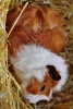 A Cute Guinea Pig Resting on Hay - Blank 150 Page Lined Journal for Your Thoughts, Ideas, and Inspiration (Paperback) - Unique Journal Photo