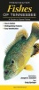 Freshwater Fishes of Tennessee (Paperback) - Quick Reference Publishing Photo