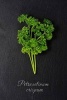 Fresh Green Parsley (Petroselinum Crispum) Herb and Spice Journal - 150 Page Lined Notebook/Diary (Paperback) - Cs Creations Photo