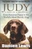 Judy: A Dog in a Million - From Runaway Puppy to the World's Most Heroic Dog (Paperback) - Damien Lewis Photo