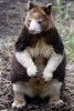 Matschie's Tree Kangaroo on the Ground Journal - 150 Page Lined Notebook/Diary (Paperback) - Cool Image Photo