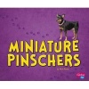 Miniature Pinschers (Hardcover) - Allan Morey Photo