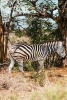 A Zebra on the Veldt of Kenya, Africa - Blank 150 Page Lined Journal for Your Thoughts, Ideas, and Inspiration (Paperback) - Unique Journal Photo