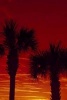 Silhouettes of Palm Trees Against a Red Sunset Journal - 150 Page Lined Notebook/Diary (Paperback) - Cs Creations Photo