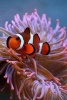 Orange and White Clownfish with Anemone, for the Love of the Sea - Blank 150 Page Lined Journal for Your Thoughts, Ideas, and Inspiration (Paperback) - Unique Journal Photo