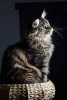 Maine Coon Cat Perched with Dignity Journal - 150 Page Lined Notebook/Diary (Paperback) - Cool Image Photo