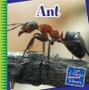 Ant (Hardcover) - Susan Heinrichs Gray Photo