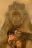 Chacma Baboon and Baby Journal - 150 Page Lined Notebook/Diary (Paperback) - Cool Image Photo