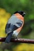 Bullfinch Perched on a Twig - Blank 150 Page Lined Journal for Your Thoughts, Ideas, and Inspiration (Paperback) - Unique Journal Photo