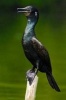 Shag from India, an Indian Cormorant Bird Journal - 150 Page Lined Notebook/Diary (Paperback) - Cool Image Photo