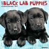 Just Black Lab Puppies (Calendar) - Willow Creek Press Photo