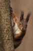 Say Hello to the Red Squirrel Journal - 150 Page Lined Notebook/Diary (Paperback) - Cool Image Photo