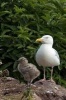 Herring Gull Mother with Her Baby Chick Bird Journal - 150 Page Lined Notebook/Diary (Paperback) - Cs Creations Photo