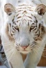 White Bengal Tiger Is Not Amused Journal - 150 Page Lined Notebook/Diary (Paperback) - Cs Creations Photo