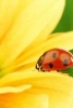 Ladybug on a Brilliant Yellow Flower - Blank 150 Page Lined Journal for Your Thoughts, Ideas, and Inspiration (Paperback) - Unique Journal Photo