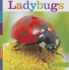 Ladybugs (Hardcover) - Aaron Frisch Photo