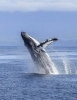 Jumbo Oversized Humpback Whale Leaping Out of the Water in Alaska - Blank 150 Page Lined Journal for Your Thoughts, Ideas, and Inspiration (Paperback) - Unique Journal Photo