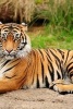 Beautiful Bengal Tiger Staring Into the Camera - Blank 150 Page Lined Journal for Your Thoughts, Ideas, and Inspiration (Paperback) - Unique Journal Photo