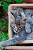 Two Cozy Cuddling Gray Kittens Journal - 150 Page Lined Notebook/Diary (Paperback) - Benton Press Photo