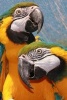 A Loving Pair of Blue and Gold Macaw Parrots - Blank 150 Page Lined Journal for Your Thoughts, Ideas, and Inspiration (Paperback) - Unique Journal Photo