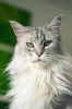 Beautiful Maine Coon Cat Portrait Journal - 150 Page Lined Notebook/Diary (Paperback) - Cool Image Photo