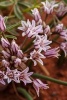 San Juan Onion (Allium Macropetalum) Flowers Blooming - Blank 150 Page Lined Journal for Your Thoughts, Ideas, and Inspiration (Paperback) - Unique Journal Photo