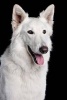 Happy Berger Blanc Suisse Dog Portrait Journal - 150 Page Lined Notebook/Diary (Paperback) - Cs Creations Photo