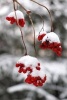 Red Berries Covered in Snow Winter Journal - 150 Page Lined Notebook/Diary (Paperback) - Cs Creations Photo