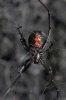 Black Widow Spider in Its Web Journal - 150 Page Lined Notebook/Diary (Paperback) - Cool Image Photo