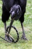 Ground Hornbill Bird vs. a Snake Journal - 150 Page Lined Notebook/Diary (Paperback) - Cool Image Photo