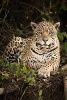 A Jaguar in the Forest Journal - 150 Page Lined Notebook/Diary (Paperback) - Cs Creations Photo