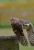 Burrowing Owl Taking Flight - Blank 150 Page Lined Journal for Your Thoughts, Ideas, and Inspiration (Paperback) - Unique Journal Photo