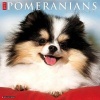 Just Pomeranians (Calendar) - Willow Creek Press Photo