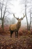 Red Deer Stag in Autumn Forest Journal - 150 Page Lined Notebook/Diary (Paperback) - Cool Image Photo