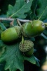 Green Acorns on the Oak Tree - Blank 150 Page Lined Journal for Your Thoughts, Ideas, and Inspiration (Paperback) - Unique Journal Photo