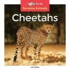 Cheetahs (Hardcover) - Leo Statts Photo