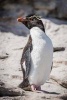 Rockhopper Penguin Striking a Pose Journal - 150 Page Lined Notebook/Diary (Paperback) - Cs Creations Photo