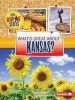 What's Great about Kansas? (Paperback) - Darice Bailer Photo