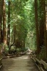 Muir Woods in California Journal - 150 Page Lined Notebook/Diary (Paperback) - Cool Image Photo