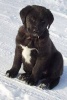 A Cute Black Lab Puppy in the Snow - Blank 150 Page Lined Journal for Your Thoughts, Ideas, and Inspiration (Paperback) - Unique Journal Photo