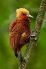 Chestnut-Coloured Woodpecker (Celeus Castaneus) Journal - 150 Page Lined Notebook/Diary (Paperback) - Cool Image Photo