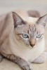 Gorgeous Lilac Point Siamese Cat Journal - 150 Page Lined Notebook/Diary (Paperback) - Benton Press Photo