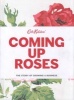 Coming Up Roses (Hardcover) - Cath Kidston Photo